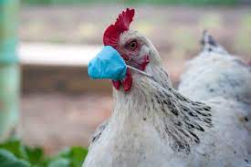 China has confirmed the world's first human case of the h10n3 bird flu. My Jtvujgilmmm