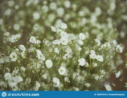 If you are a bride to be and you want white wedding flowers, you may opt for any of the following: Ajf Small White Wedding Flowers Nalan Com Sg