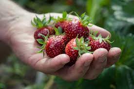 Wer selber obst pflückt, kann nicht nur einen tag inmitten von herrlichen obstfeldern verbringen, sondern sich jede seiner erdbeeren oder äpfel auch ähnliche regelwerke existieren bei allen höfen. Erdbeeren Ernten Erdbeeren Ratgeber Garten Schluter