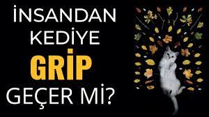 kedi hastaliklari nelerdir ve insandan kediye virus gecer mi youtube