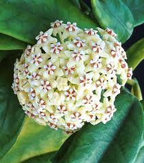 Image result for Microcoelia globulosa