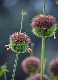 Image result for Leonotis nepetifolia