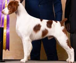 ABC National Specialty