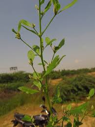 Image result for Nothosaerva