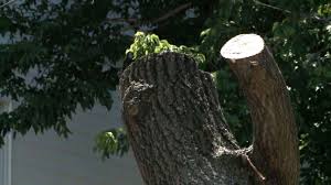 The tree trunk was first cut to an appropriate height with a. Bees Sting Tree Cutting Parks Worker Several Hundred Times As He Hangs Upside Down Abc News