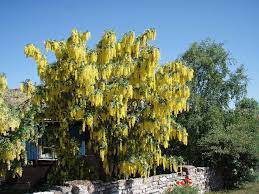 We did not find results for: Laburnum The Deadly Tree In Your Back Garden Primrose Blog