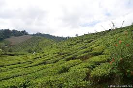 10 years back tak macam ni. Cameron Tea Valley Jalan Jalan Sekitar Ladang Teh Dan Minum Teh Xplorasi Destinasi