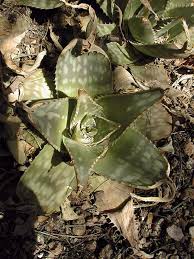 Image result for Aloe plowesii