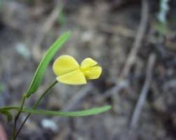 Image result for Rhynchosia totta