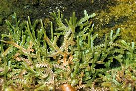 Image result for Selaginella auquieri