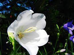 Check spelling or type a new query. How To Transplant A Gladiolus In 7 Simple Steps Gardenerdy