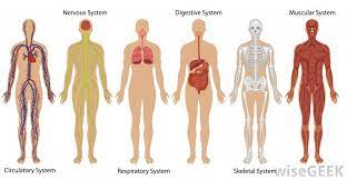 Systems And Organisms Baamboozle