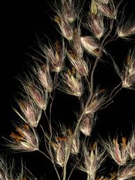 Image result for Tricholaena