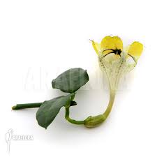 Add your own photos, notes, get monthly email reminders on how to care for your plants, and connect. Araflora Exotic Flora More Ceropegia Sandersonii