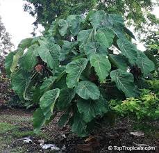 Image result for Macaranga schweinfurthii