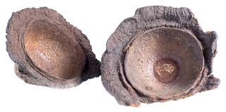 Image result for Ocotea