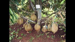 Teknik membentuk pokok durian musang king. Tahukah Anda Durian Musang King Boleh Berbuah Seawal 3 Tahun Begini Caranya Video Kartel Dakwah