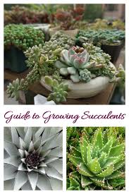 These hardy plants are ideal for black thumbs and plant experts alike and make for great gifts since their propagation process is quite simple. How To Care For Succulents Succulent Plant Care Growing Succulents