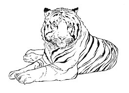 Dibujos De Tigres Para Colorear