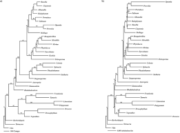 Image result for Lophiocarpus polystachyus
