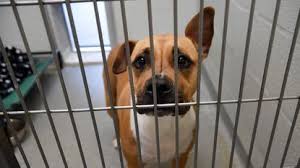Henry county humane society offers animals for adoption in henry county, ga. Adopt A Pet For 25 From Humane Society Of Harford County Through Sunday Baltimore Sun