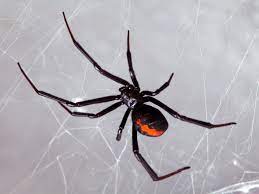 Usually on the underside of the female's abdomen (venter) is a red hourglass mark and one or two red spots over the spinnerets and along the middle of her back. Natural History The Black Widow Discover Richmond Richmond Com