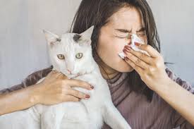 Learn about what causes allergies, what the symptoms are, and how you if you are cat allergic and cat allergens get into your lungs, the allergens can combine with antibodies and allergy shots known as immunotherapy (a series of shots that desensitize you to an allergen). Researchers Eye Vaccination For Cats That Could Alleviate Human Allergies Medical Economics