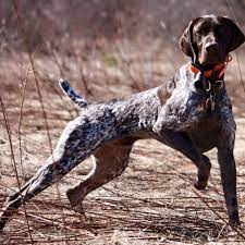 If you are interested in adoption, volunteering or would like more information on how to surrender your dog to rescue, please contact the group that covers your state or region. Homes For German Shorthair Pointer Shelter Dogs Home Facebook