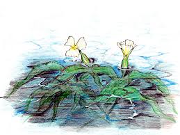 Image result for Ottelia ulvifolia