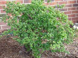 Why Aren T My Azaleas Blooming Tips On Getting Azaleas To Bloom