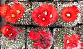 Facebook is showing information to help you better understand the purpose of a page. Annual Show Sale Santa Barbara Cactus Succulent Society