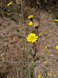 Image result for Pentanema indicum