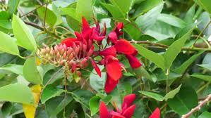 Image result for Erythrina fusca