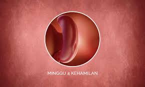 Disini kami akan memberi informasi kepada anda secara di indonesia sendiri obat penggugur kandungan sangat lah sulit di dapat apalagi anda mencari obat. Perkembangan Janin 4 Minggu Kehamilan Perubahan Ibu Bayi