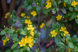 Image result for Ochna ovata