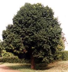 Image result for Podocarpus latifolius