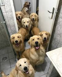 Epingle Par Sylvie Sur Lovely Pets Chiots Les Plus Mignons Animaux Chiens Et Chiots