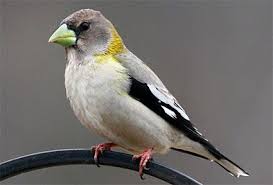 Large Brown Bird With White Stripes On Wings And Tail Evening Grosbeak Female Large Robin Sized Chunky Bodied Finch Massive Conical Pale Bill Gray Brown Overall With Yellow Collar B Aves Vuelos Pajaros