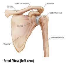 Reverse shoulder replacement surgery has unique benefits but comes with a higher rate of the number of shoulder replacement surgeries has nearly tripled since 2000, but the procedure is the natural socket in the shoulder blade is replaced with a plastic cup where the ball is snapped into place. How To Fix A Winged Scapula Tom Morrison