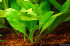 Image result for Samolus