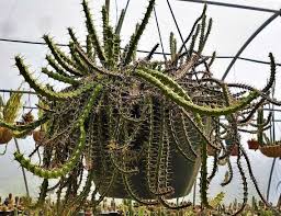 Image result for Euphorbia