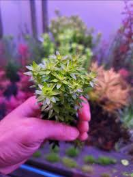 Image result for Limnophila fluviatilis