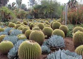 Red stone mulch sets off silvery mammillaria cactus and golden barrel cactus (echinocactus grusonii). Cacti And Succulents At The Huntington Gardens Cacti And Succulents
