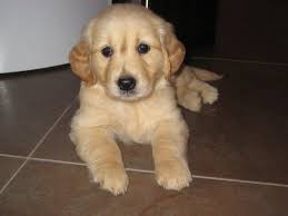 Puppy Care I Heart Golden Retrievers