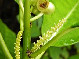 Image result for Excoecaria bussei