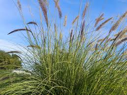 Image result for Cenchrus setaceus