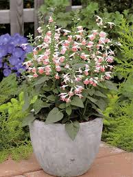 Image result for Salvia coccinea