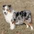 Toy Australian Shepherd Puppies for Sale (Cute, Smart ...