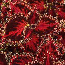 Image result for Coleus rhodesianum