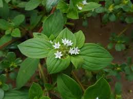 Image result for Richardia brasiliensis